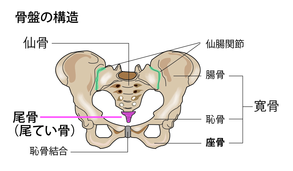 尾骨の位置