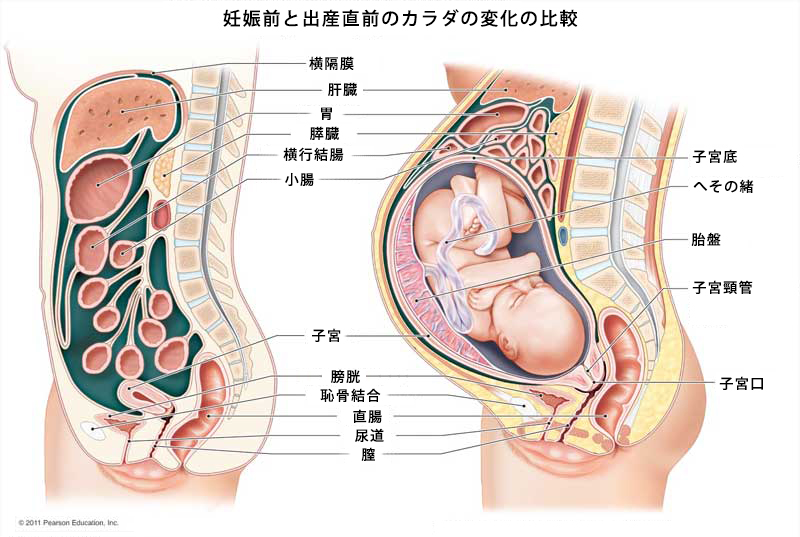 bgg2wl-pregnancy-diagram-1