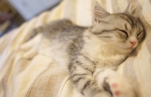 眠る猫