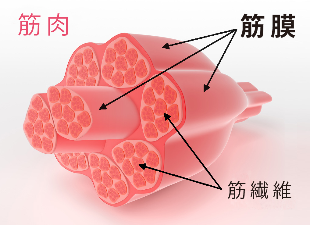 筋膜の位置