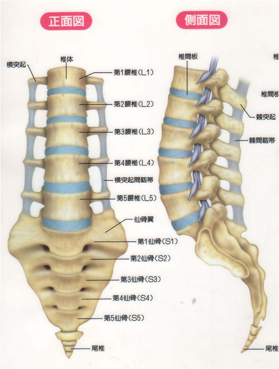 脊椎図