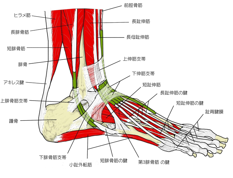 足部の主要な骨と筋肉、腱