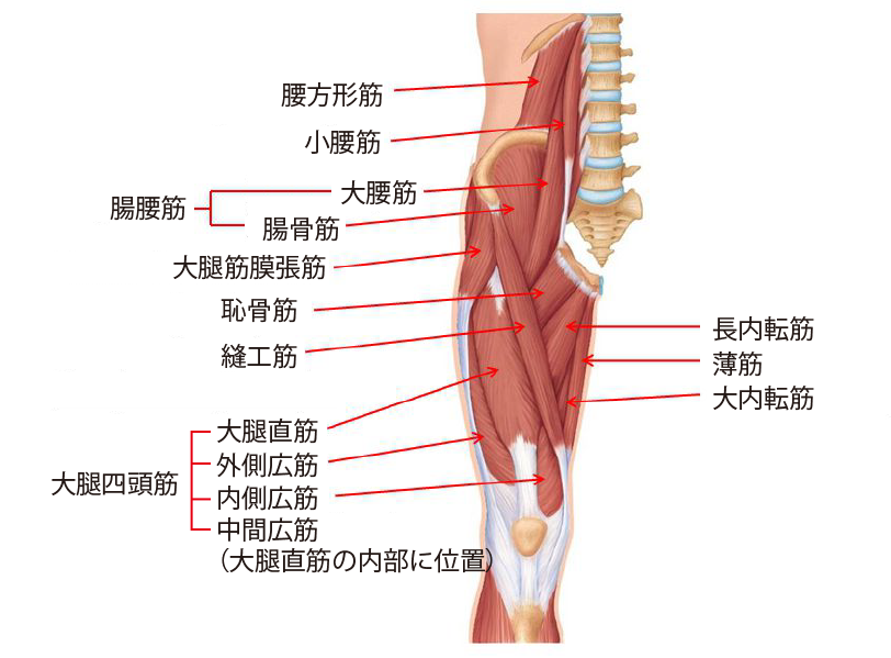 股関節周辺の主な筋肉