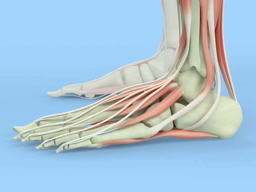 Human anatomy foot