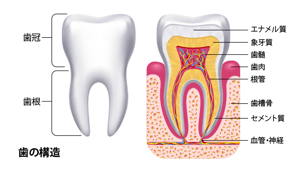 Tooth-structure
