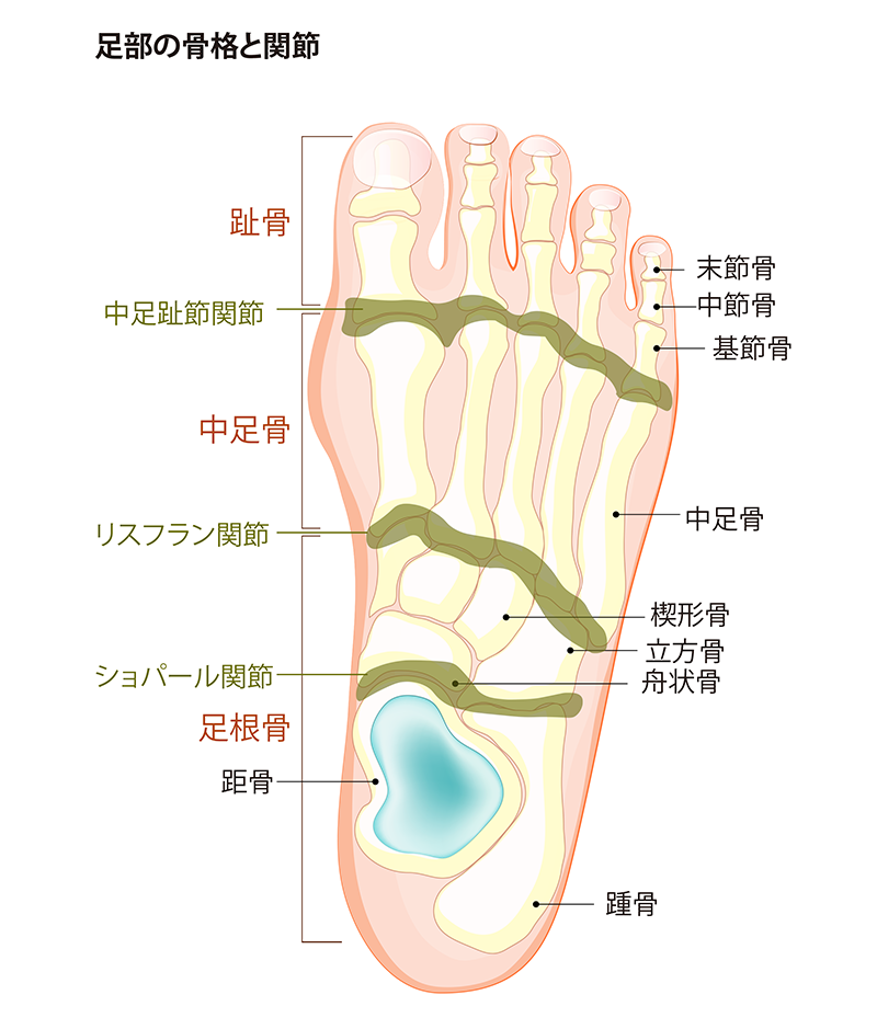 Footbone