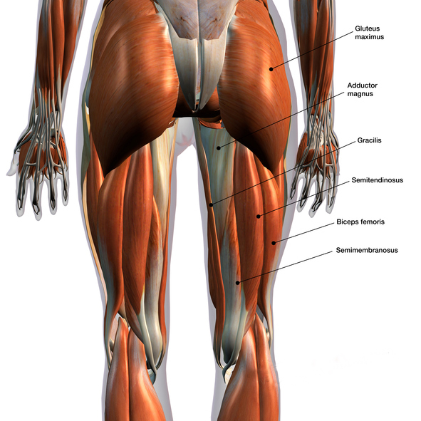Female Posterior Leg Muscles Labeled on White