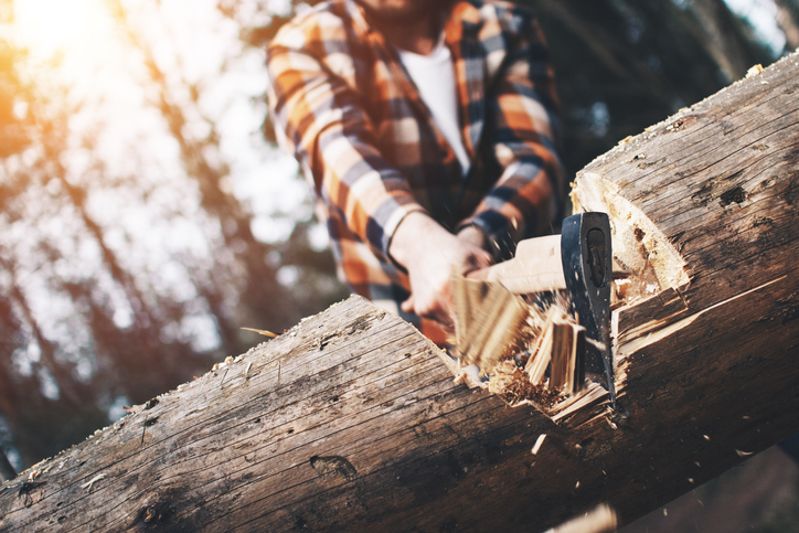 Strong logger in a plaid shirt chopping a big tree. Wood chips fly apart