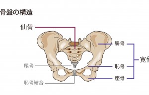 骨盤図