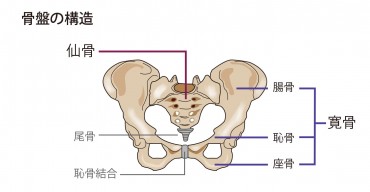 骨盤図