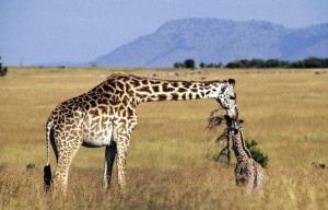 首がまっすぐなキリン