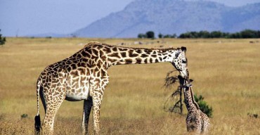 首がまっすぐなキリン