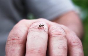 mosquito sucking blood on the man skin