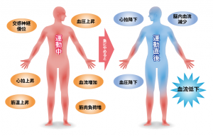 運動中と直後の身体変化