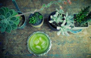 Japanese Tea and Plants on the wooden table.