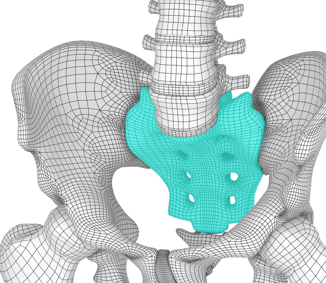 Pelvic area anatomy , backside view, 3d render