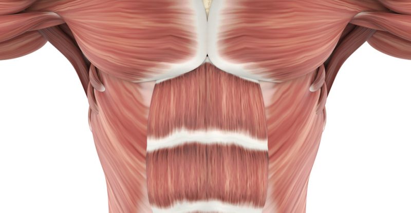 内腹斜筋 外腹斜筋の解剖学 機能とトレーニング ストレッチを分かりやすく解説